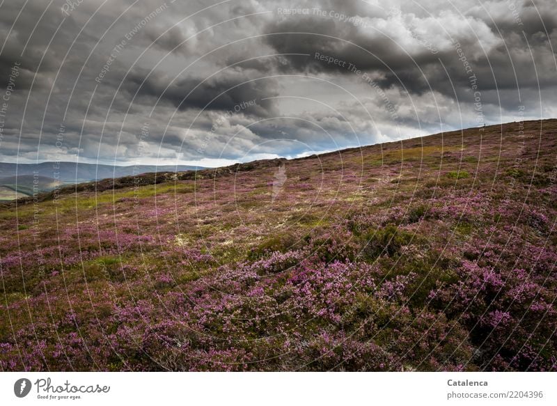 The heather together with moss forms a carpet of plants Hiking Nature Landscape Plant Clouds Summer Bad weather Bushes Moss Mountain heather Lichen Bog Marsh