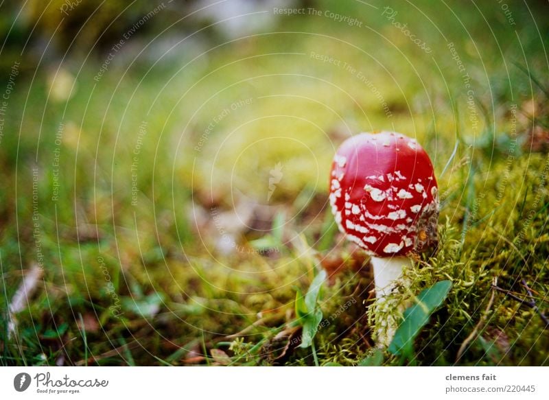 flypatch Plant Mushroom Amanita mushroom Green Red Colour photo Exterior shot Close-up Detail Copy Space left Day Shallow depth of field Worm's-eye view