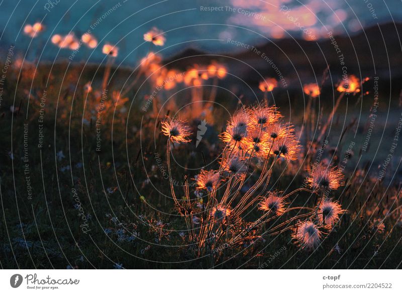 Tiny Dancers Environment Nature Plant Sunlight Grass Moss Coast Beach North Sea Ocean Happy Happiness Romance Beautiful Calm Adventure Colour Emotions