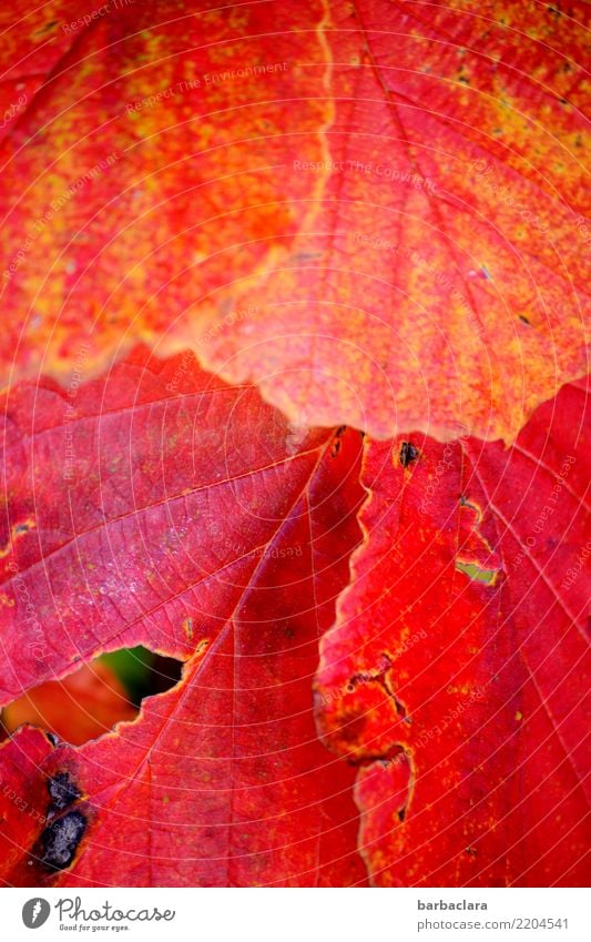 autumn blush Nature Plant Autumn Bushes Leaf Garden Illuminate Red Emotions Colour Climate Power Senses Environment Change Colour photo Exterior shot Close-up