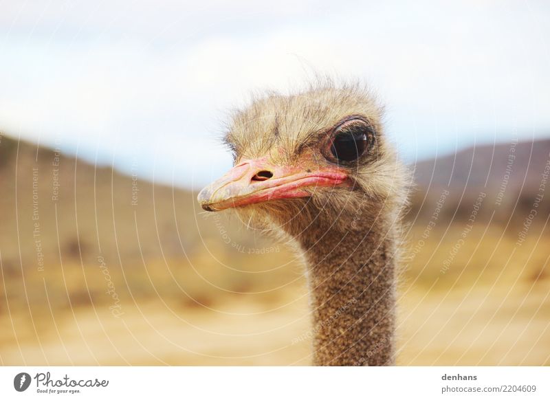 Ostrich head Adventure Safari Nature Africa Animal face 1 Observe Brash Curiosity Vacation & Travel Pride Colour photo Exterior shot Copy Space top Day