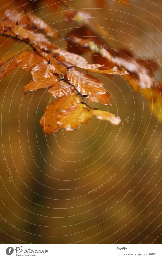 Autumn brown and wet from rain autumn picture golden autumn Autumn Romance autumn impression beech branch beech leaves rainwater autumn colours melancholically