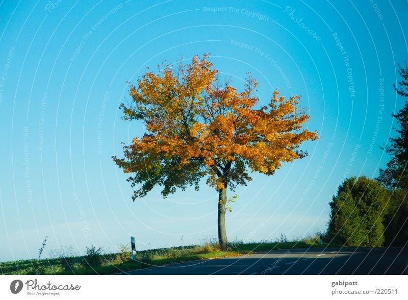 peripheral phenomenon Environment Landscape Sky Cloudless sky Autumn Plant Tree Country road Blue Unwavering Uniqueness Deciduous tree Leaf Multicoloured Edge