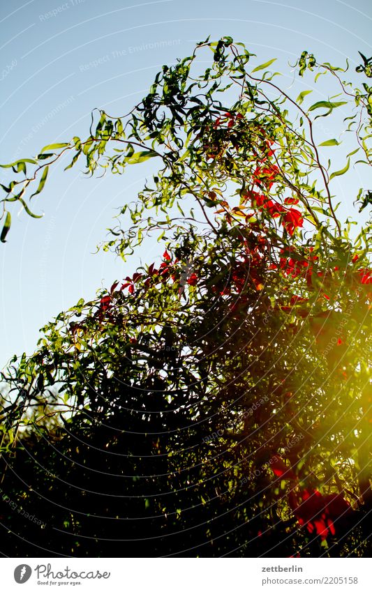 The Wine In The Willows Branch Tree Flower Blossoming Garden Sky Heaven Garden plot Garden allotments Deserted Nature Plant Calm Summer Autumn Leaf