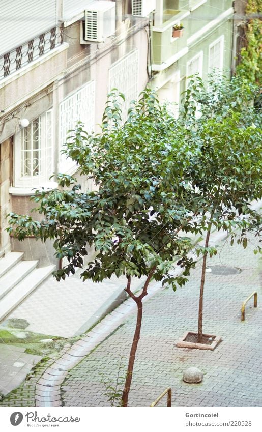 side street Tree Town House (Residential Structure) Facade Green Istanbul Turkey Sidestreet Street cihangir Colour photo Exterior shot Day Deserted