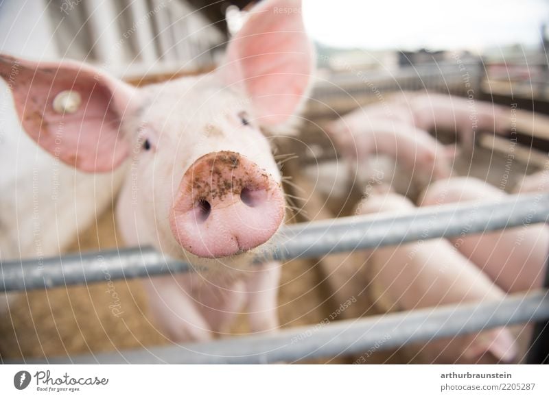 Pig stretches his trunk towards the camera Food Meat Pork Healthy Eating Farmer Agriculture Forestry Barn Animal Farm animal Swine Pig's snout Group of animals