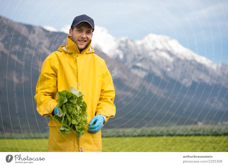 Harvesters for vegetable harvesting on the vegetable field Food Vegetable Lettuce Salad Spinach Spinach leaf Nutrition Organic produce Vegetarian diet Healthy