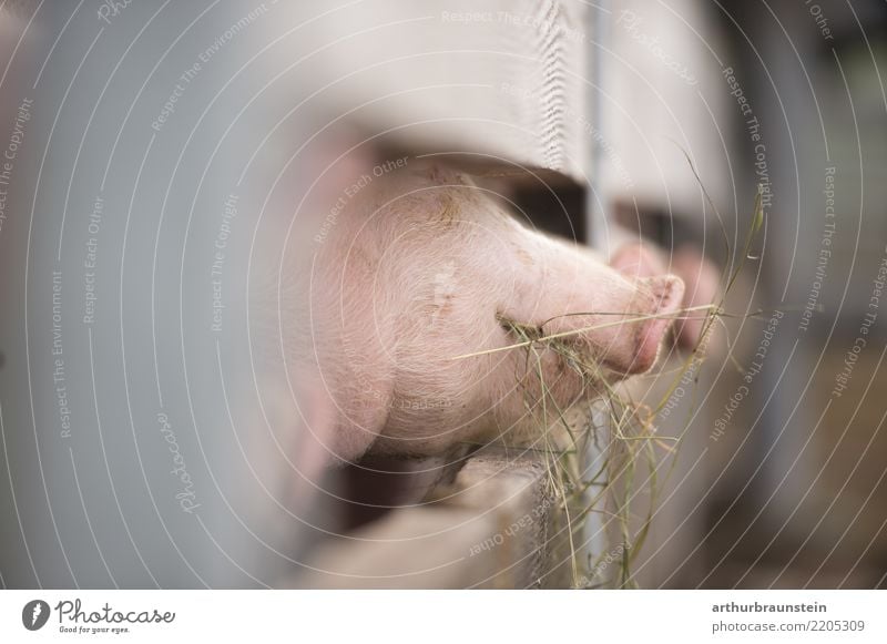 Happy pigs eating on the farm Food Meat Sausage Pork Pig head Pork tenderloin Pig's snout Roast pork Nutrition Eating Organic produce Healthy Eating Farm