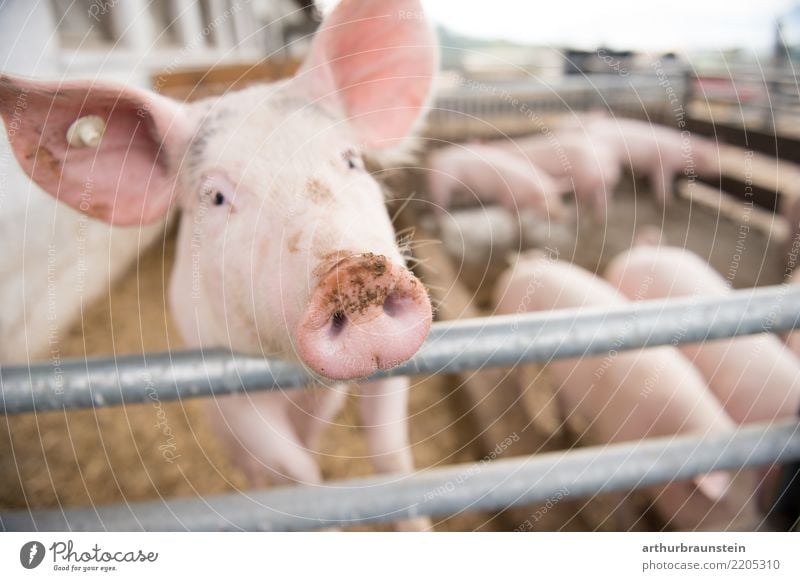 Pig in a pigsty on a farm in the open air Food Meat Pork Pig head Pig's snout Roast pork Nutrition Organic produce Healthy Eating Vacation & Travel Farm Farmer