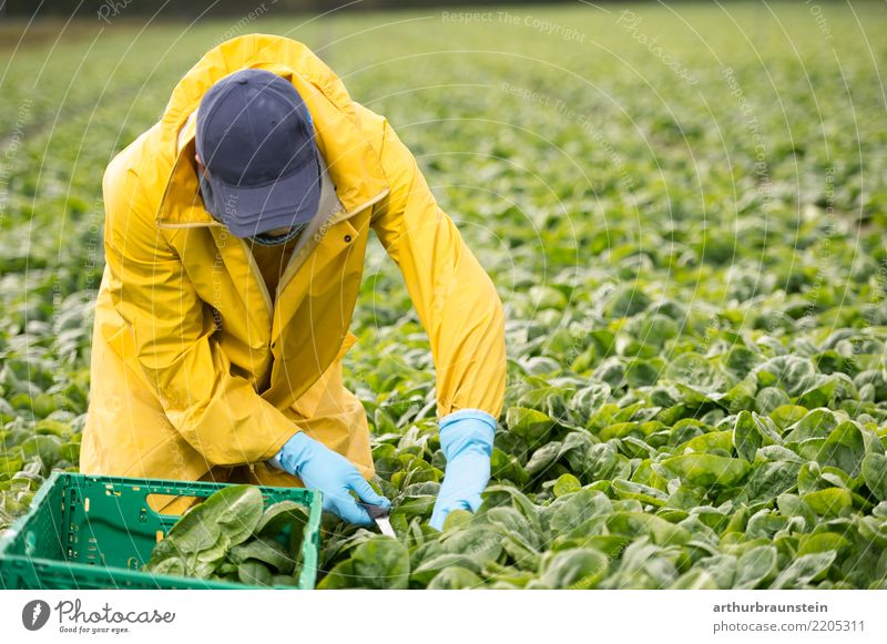 Young farmer also works his vegetable field Food Vegetable Spinach Spinach leaf Nutrition Organic produce Vegetarian diet Healthy Eating Apprentice Gardening