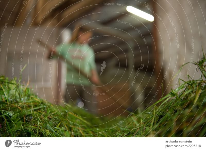 Young farmer's wife feeding the cows grass in the cowshed Vegetarian diet Apprentice Work and employment Profession Farmer Agriculture Forestry Human being