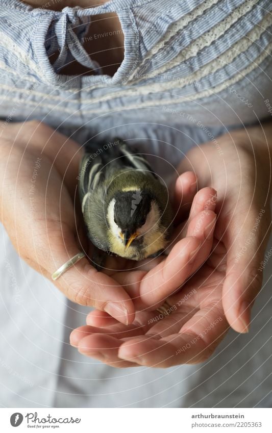 Woman with a great tit in her hand Zoology Keeper Animal care Human being Feminine Young woman Youth (Young adults) Life Hand 1 30 - 45 years Adults Nature Park