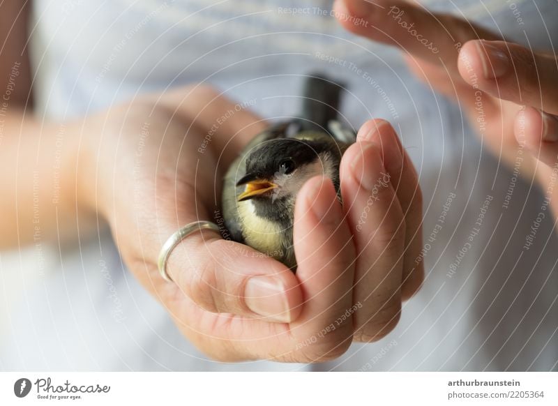 Injured great tit is cared for State of health Considerate High-maintenance Healthy Human being Feminine Young woman Youth (Young adults) Adults Life 1