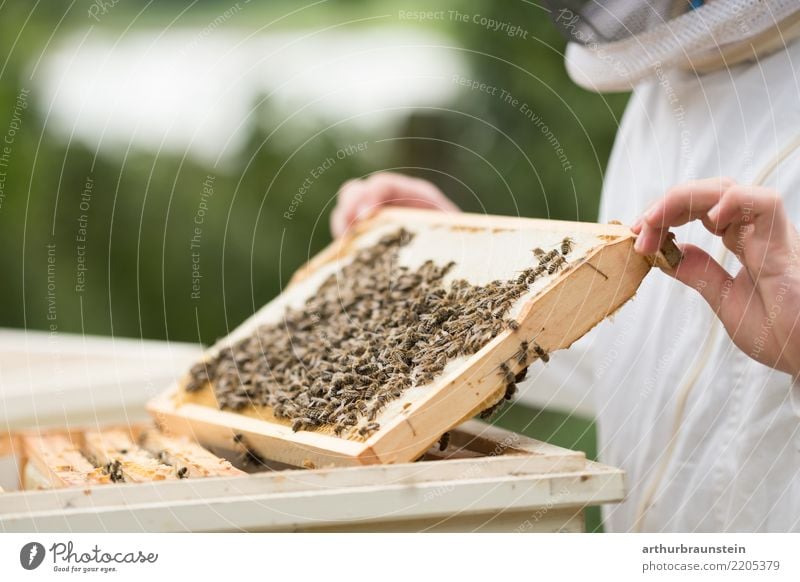 Young beekeeper at the beehive Food Honey Honey bee Nutrition Leisure and hobbies Apprentice Bee-keeper Bee-keeping Veil Economy Beehive Apiary Honey-comb