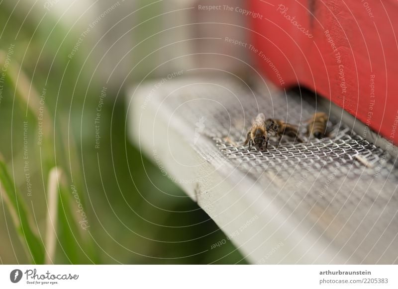 Bees at the beehive Bee-keeping Bee-keeper Beehive Livestock breeding Love of animals Animal protection Honey bee Agriculture Forestry Environment Nature Summer