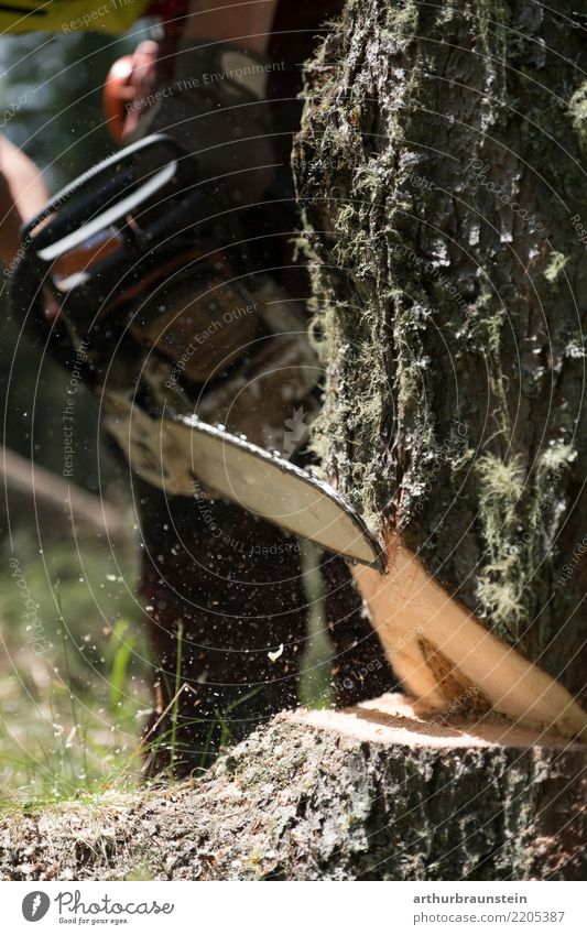 Tree is felled with chainsaw Leisure and hobbies Professional training Apprentice Work and employment Craftsperson Forester Forstwald Economy Agriculture