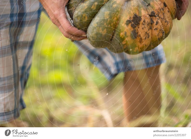 Fresh pumpkin harvested by hand Food Vegetable Pumpkin Pumpkin plants Pumpkin field Nutrition Organic produce Vegetarian diet Healthy Eating Leisure and hobbies