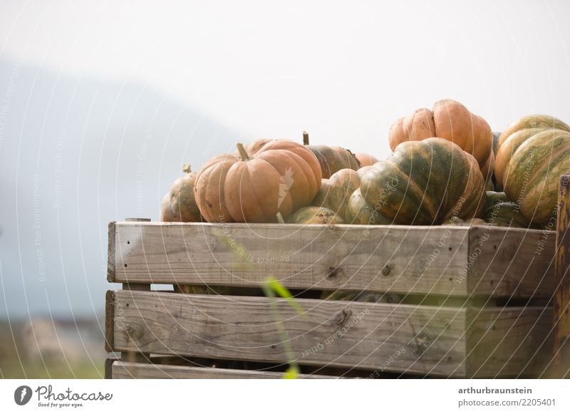 Pumpkins in wooden box at the pumpkin harvest Food Vegetable Pumpkin time Pumpkin plants Pumpkin field Nutrition Organic produce Healthy Eating