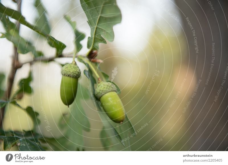 Green acorns on a large oak in nature Leisure and hobbies Forest Forester Agriculture Forestry Environment Nature Summer Plant Tree Leaf Oak tree Oak leaf Acorn