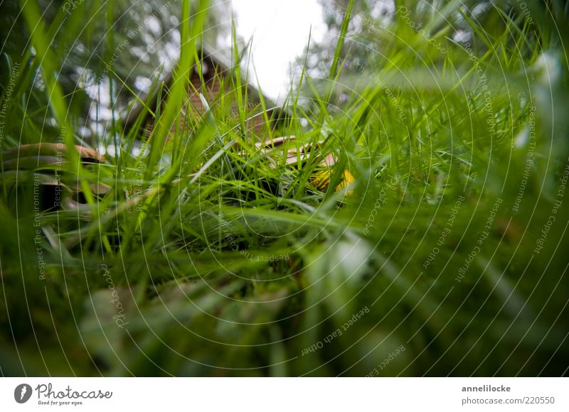 Living in the countryside Harmonious Relaxation Garden Environment Nature Landscape Plant Summer Tree Grass Meadow Deserted Hut Green Hiding place Mysterious