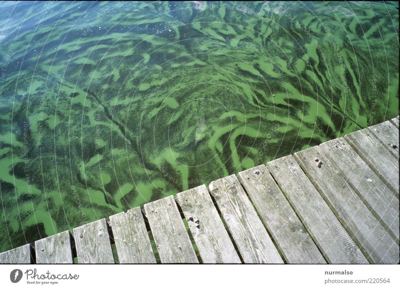 green course Environment Nature Elements Water Summer Beautiful weather Algae River bank Sign Blossoming Disgust Fluid Fresh Wet Natural Trashy Green Climate