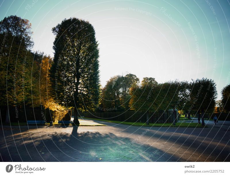 garden art Work of art Culture Landscape Plant Cloudless sky Autumn Beautiful weather Tree Grass Hedge Park bench Hannover Herrenhäuser Gardens Lanes & trails