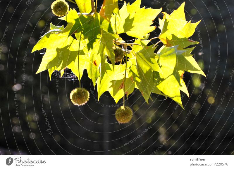 bobble tree Nature Plant Beautiful weather Tree Hang Illuminate Round Green Tree fruit Sphere Spider's web American Sycamore Sunlight Sunbeam Leaf Deserted