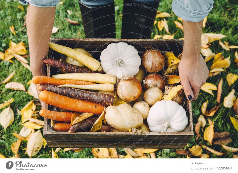 autumn vegetables Food Vegetable Nutrition Organic produce Vegetarian diet Woman Adults Environment Autumn Fresh Healthy Yellow Orange Joie de vivre (Vitality)