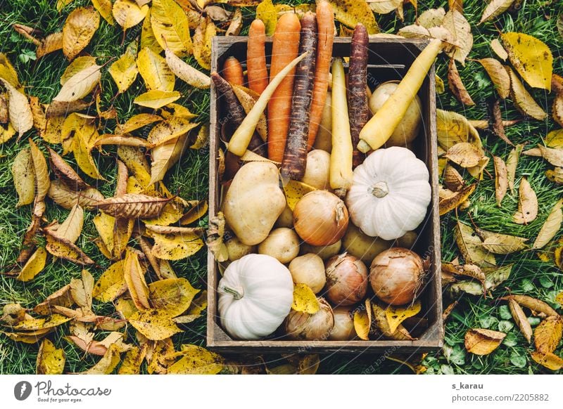 autumn vegetables Thanksgiving Agriculture Forestry Autumn Leaf Garden Fresh Healthy Multicoloured Sustainability Nature Seasons Harvest Pumpkin Pumpkin time