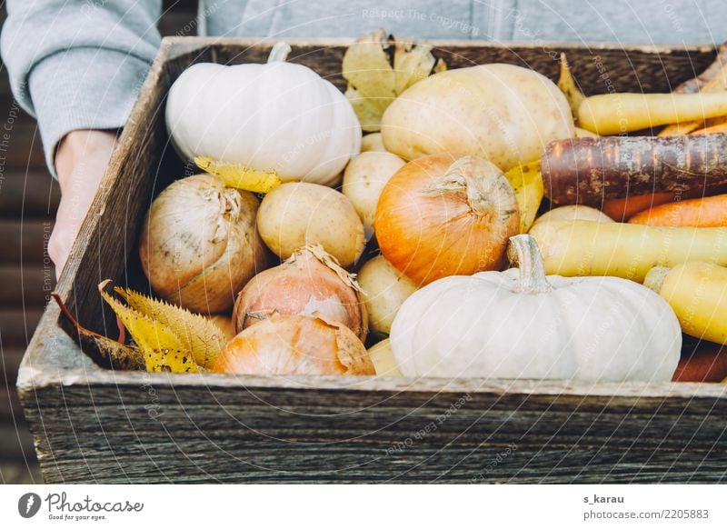 autumn Vegetable Organic produce Vegetarian diet Human being Masculine 1 Fresh Healthy Multicoloured Vegan diet Pumpkin Carrot Seasons Autumn concept Harvest