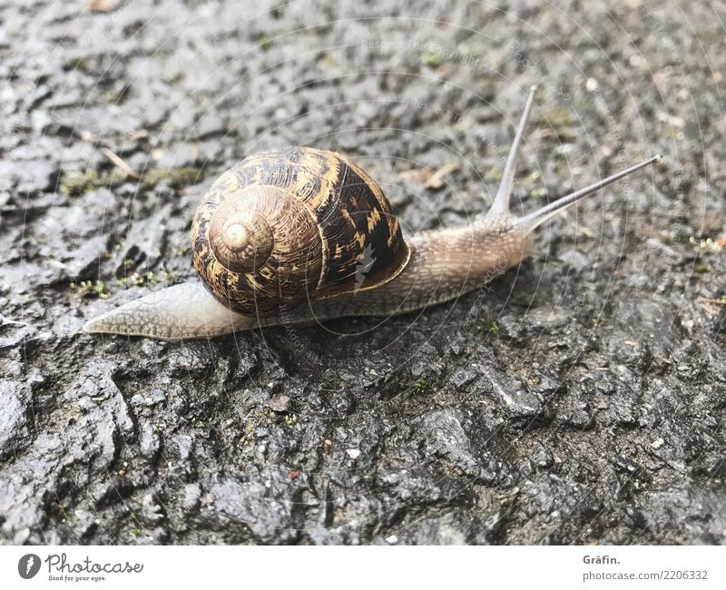 SchnickSchnackSchneck Environment Nature Animal Autumn Rain Wild animal Snail 1 Discover Authentic Curiosity Town Brown Black Brave Safety (feeling of)