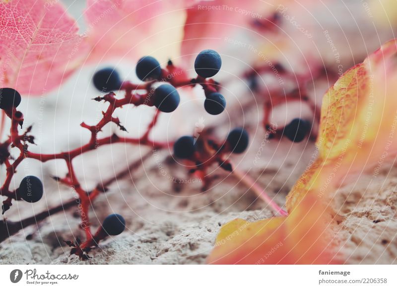 vine tendril Nature Esthetic Vine tendril Wine Bunch of grapes Autumn Leaf Orange Red Blue Fruit Wall (barrier) Structures and shapes Tendril Vine leaf