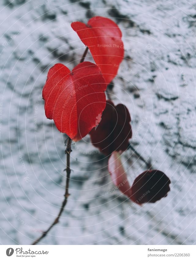 Wine red Environment Nature Garden Park Esthetic Vine leaf Tendril Wall (building) Plaster Red Leaf Diagonal Autumn Plant Autumnal German Colour photo