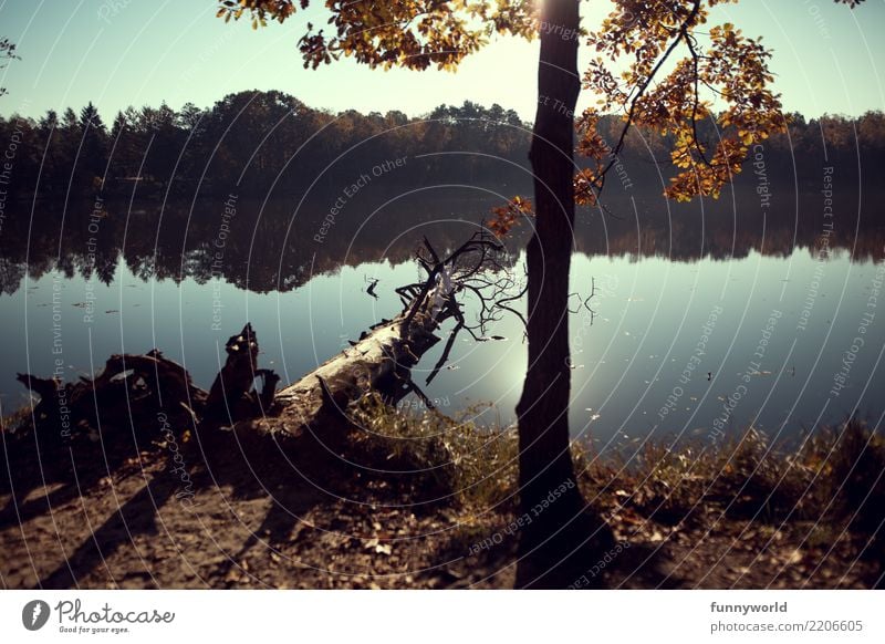 On the shore of reflection Nature Landscape Plant Sky Cloudless sky Sun Sunrise Sunset Sunlight Autumn Weather Beautiful weather Tree Leaf Park Lakeside