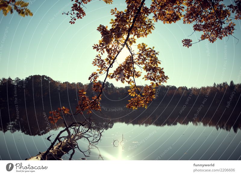 autumn branches Environment Nature Plant Water Sky Cloudless sky Sun Sunlight Autumn Tree Lakeside Loneliness Relaxation Idyll Leaf Orange Reflection Branch