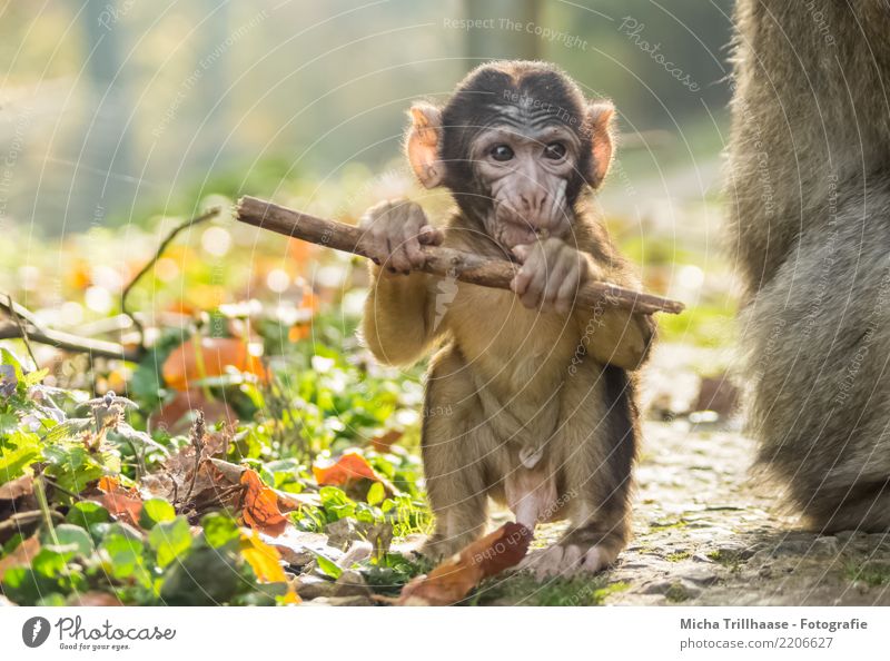 Baby monkey with little stick Environment Nature Animal Sun Sunlight Beautiful weather Plant Leaf Animal face Pelt Paw Monkeys Young monkey Barbary ape Eyes Ear