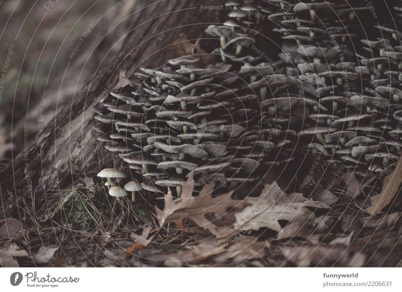 mushroom towers Environment Nature Tree Attachment Mushroom Mushroom cap Many Multiple Peer pressure Autumn Autumnal Leaf Woodground Together Subdued colour