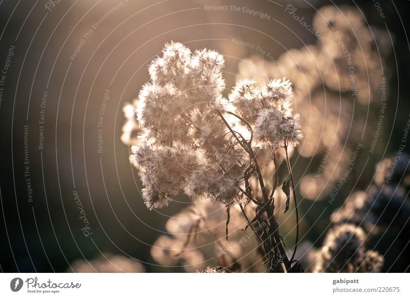 Autumn (t) Nature Plant Sunlight Flower Bushes Leaf Blossom Foliage plant Faded To dry up Dry Brown Uniqueness Idyll Change Autumnal Shaft of light Illuminate