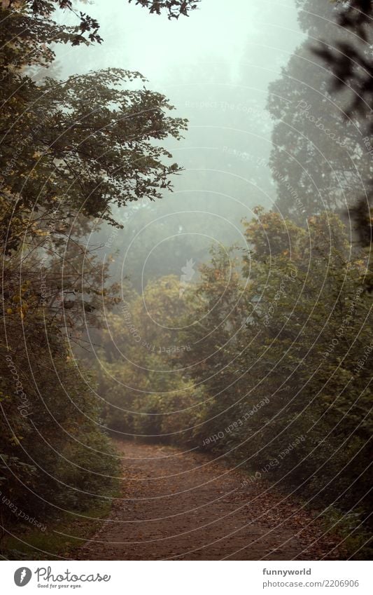 The way to... Bad weather Fog Plant Tree Bushes Park Brown Green Fear Fear of the future Apocalyptic sentiment Risk Moody Surrealism Lanes & trails Future