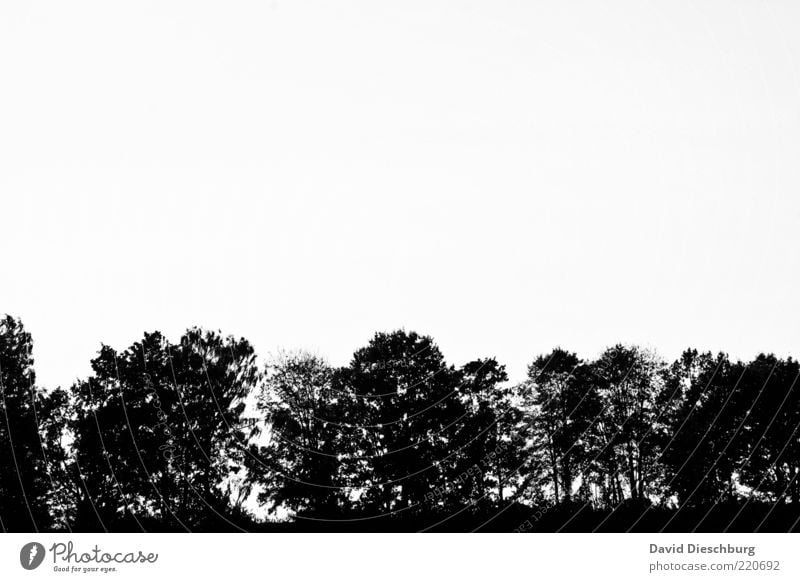 timber line Nature Plant Cloudless sky Tree Black White Isolated Image Black & white photo Exterior shot Copy Space top Copy Space middle Neutral Background Day