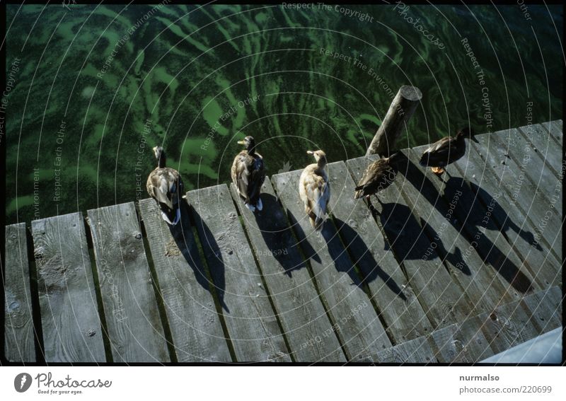 sit & wait @ green Nature Plant Animal Elements Water Beautiful weather Algae Waves Coast River bank Navigation Footbridge Wild animal Duck Group of animals