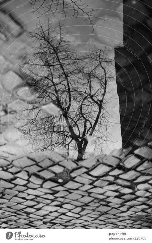 Neuköllner sidewalk Tree Street Lanes & trails Water Dirty Trashy Gray Black White Puddle Rain Reflection Sidewalk Black & white photo Exterior shot Deserted