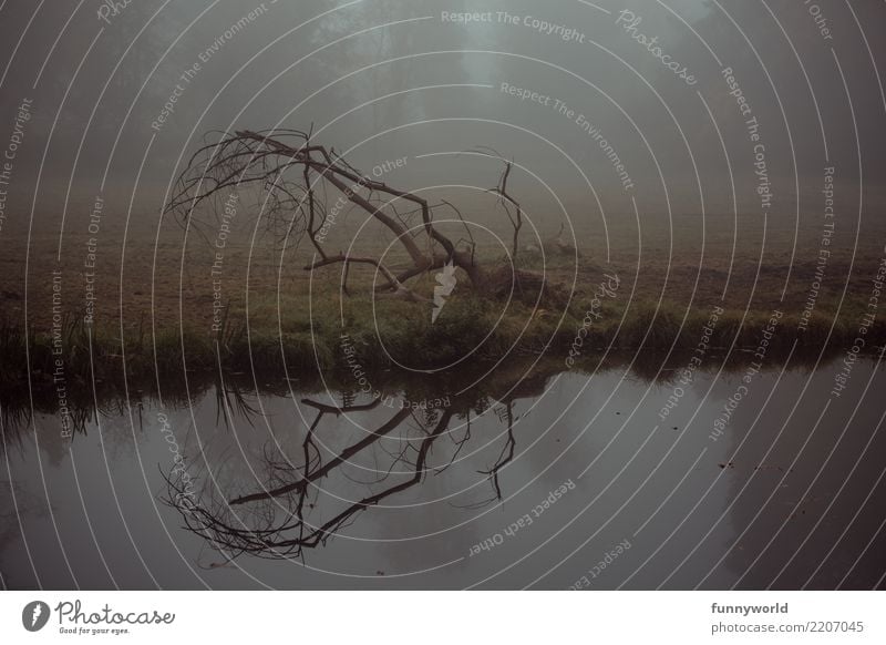 Like deer antlers to the ground Environment Autumn Fog Tree Lakeside River bank Esthetic Creepy Gloomy Branch Reflection Bleak Water Dark Twilight Loneliness