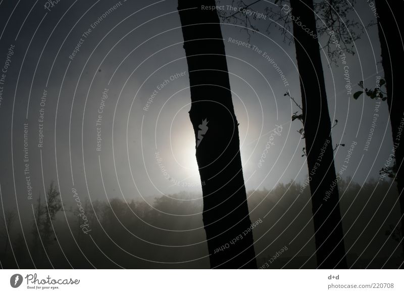 l l l Air Forest Tree Sunrise Fog Cloud forest Silhouette Tree trunk Slate blue Silver Clearing Edge of the forest Patch of fog Autumn Gloomy Copy Space left