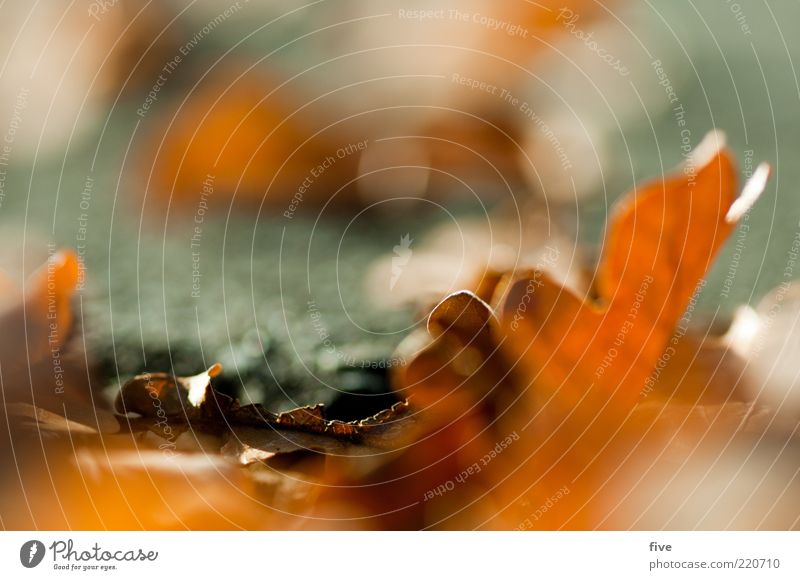 in heaps Nature Earth Autumn Plant Leaf Autumnal Autumn leaves Oak tree Oak leaf Colour photo Detail Macro (Extreme close-up) Day Light Blur