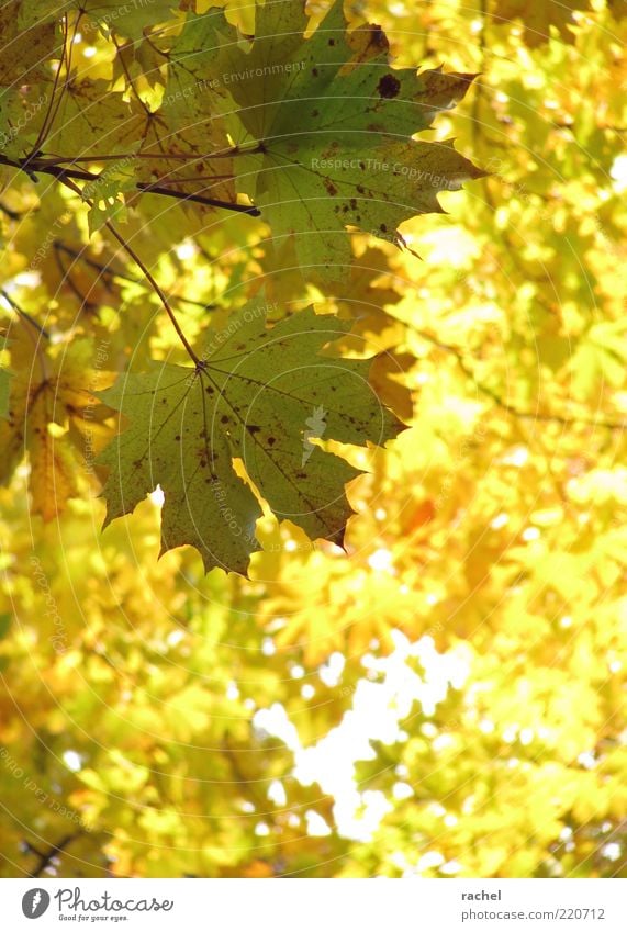 deciduous lights Environment Nature Autumn Beautiful weather Tree Leaf Forest Transience Change Deciduous tree Autumn leaves Maple leaf Autumnal Bright