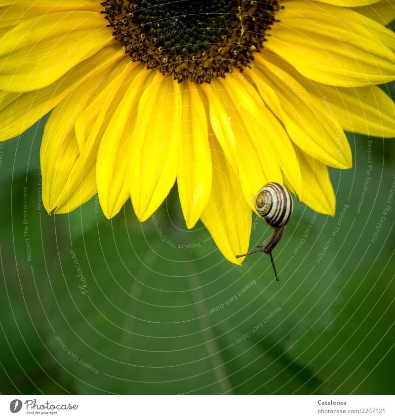 Brown on yellow on green, snail on sunflower Nature Plant Summer Flower Leaf Blossom Sunflower Garden Crumpet 1 Animal Blossoming Hang Faded To dry up Hiking