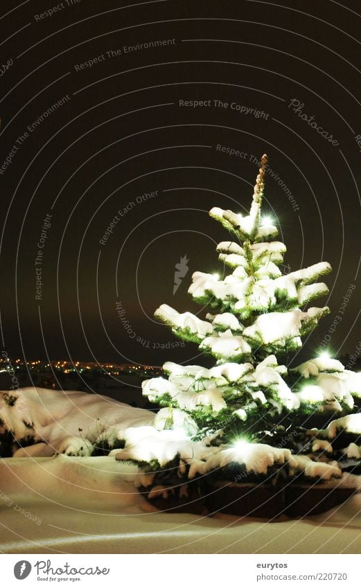 Advent season Stars Tree Black White Moody Christmas tree Fairy lights Christmas & Advent Fir tree Peace Snow Winter December Cold Snow layer Colour photo