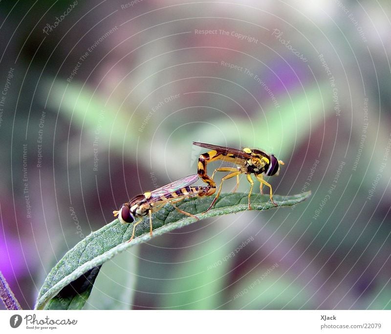 hoverflies Bee Transport Macro (Extreme close-up) Close-up Nature Fly hoverfly