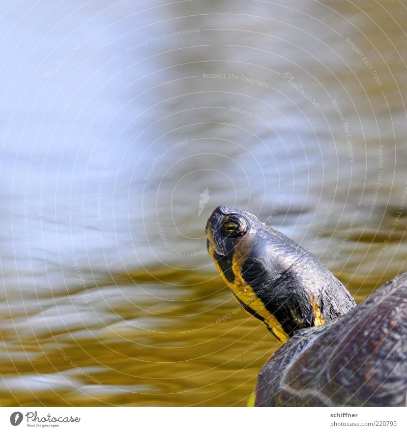 Phone home? Animal Water Pond Lake 1 Looking Brash Funny Curiosity Cute Upward Arrogant Neck Turtle Tortoise-shell Eyes Striped Day Perspective Animal face